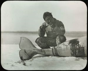 Image of Nerkapingwah Eating Raw White Whale